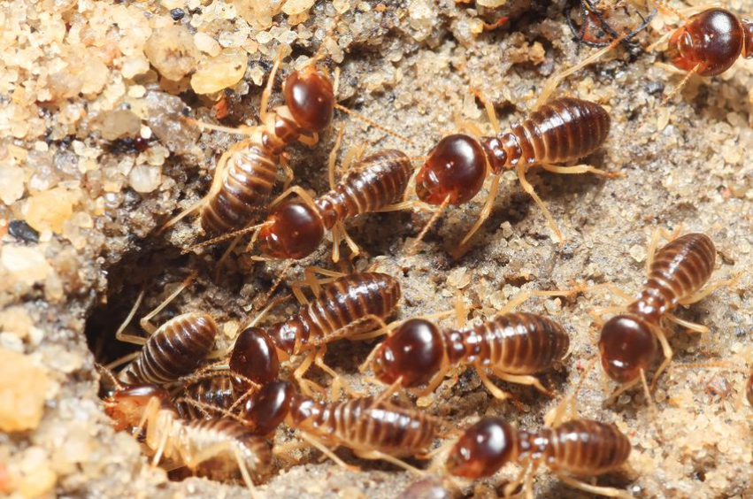 Suffolk County NY Termite Inspection